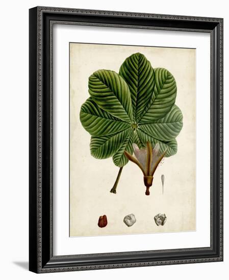 Verdant Foliage II-Vision Studio-Framed Art Print