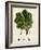 Verdant Foliage II-Vision Studio-Framed Art Print