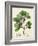 Verdant Foliage III-Vision Studio-Framed Art Print