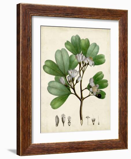 Verdant Foliage III-Vision Studio-Framed Art Print