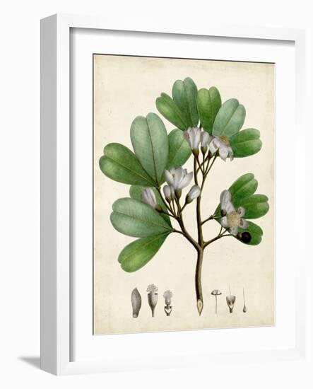 Verdant Foliage III-Vision Studio-Framed Art Print