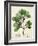 Verdant Foliage III-Vision Studio-Framed Art Print