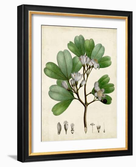 Verdant Foliage III-Vision Studio-Framed Art Print