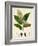 Verdant Foliage IV-Vision Studio-Framed Art Print