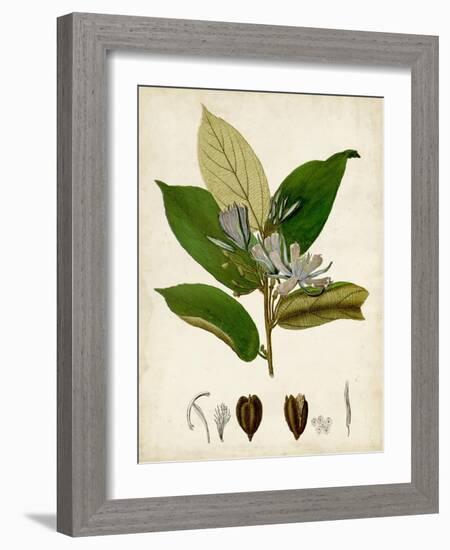 Verdant Foliage IV-Vision Studio-Framed Art Print