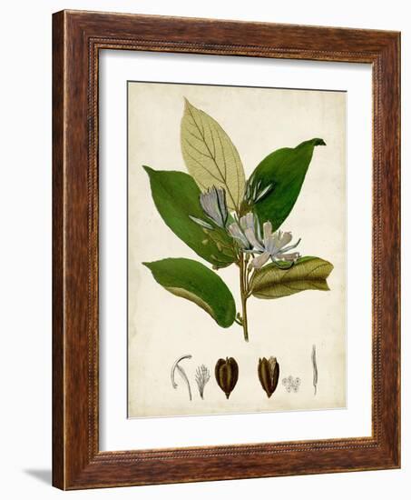 Verdant Foliage IV-Vision Studio-Framed Art Print