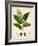 Verdant Foliage IV-Vision Studio-Framed Art Print