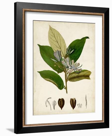 Verdant Foliage IV-Vision Studio-Framed Art Print