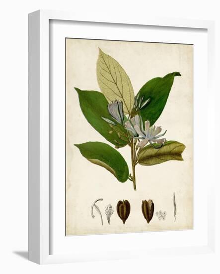 Verdant Foliage IV-Vision Studio-Framed Art Print