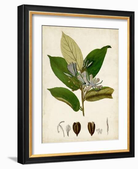 Verdant Foliage IV-Vision Studio-Framed Art Print