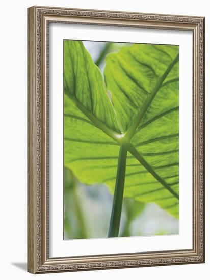 Verdant Foliage - Leaf-Joseph Eta-Framed Giclee Print