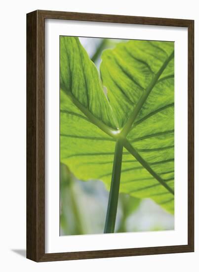 Verdant Foliage - Leaf-Joseph Eta-Framed Giclee Print