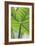 Verdant Foliage - Leaf-Joseph Eta-Framed Giclee Print