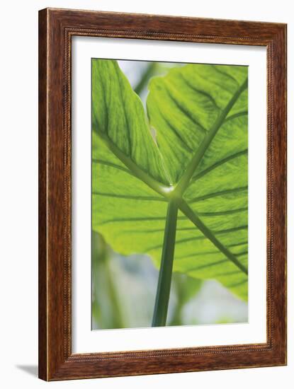 Verdant Foliage - Leaf-Joseph Eta-Framed Giclee Print