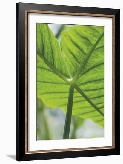 Verdant Foliage - Leaf-Joseph Eta-Framed Giclee Print