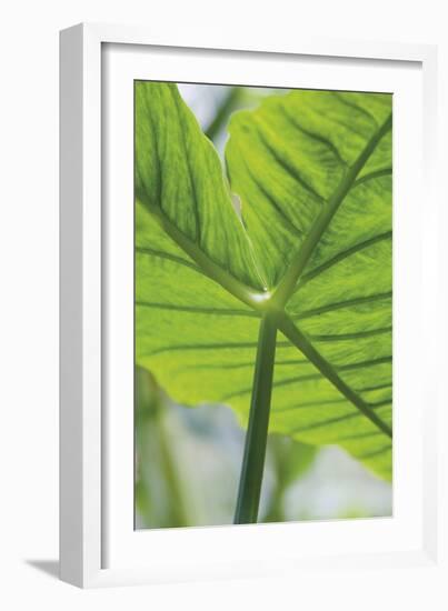 Verdant Foliage - Leaf-Joseph Eta-Framed Giclee Print