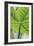 Verdant Foliage - Leaf-Joseph Eta-Framed Giclee Print