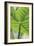 Verdant Foliage - Leaf-Joseph Eta-Framed Giclee Print
