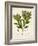 Verdant Foliage V-Vision Studio-Framed Art Print