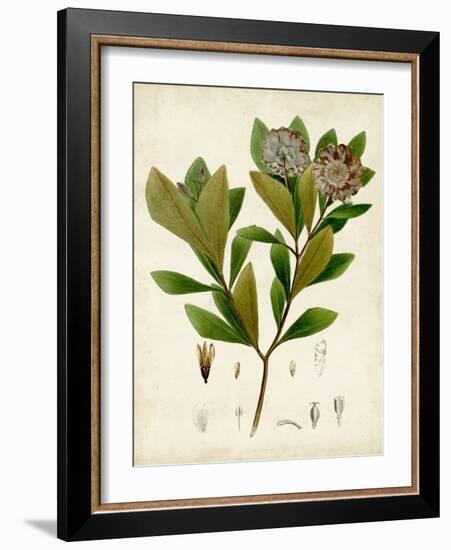 Verdant Foliage V-Vision Studio-Framed Art Print