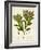 Verdant Foliage V-Vision Studio-Framed Art Print