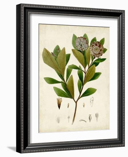 Verdant Foliage V-Vision Studio-Framed Art Print