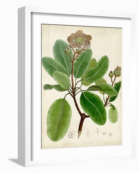 Verdant Foliage VI-Vision Studio-Framed Art Print