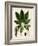 Verdant Foliage VII-Vision Studio-Framed Art Print