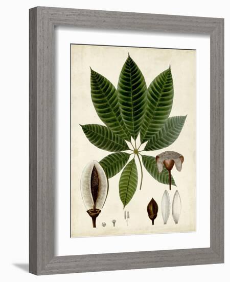 Verdant Foliage VII-Vision Studio-Framed Art Print