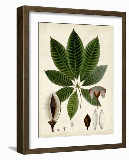 Verdant Foliage VII-Vision Studio-Framed Art Print