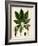 Verdant Foliage VII-Vision Studio-Framed Art Print