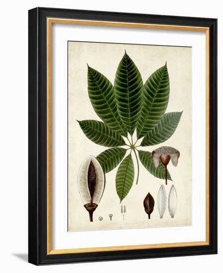 Verdant Foliage VII-Vision Studio-Framed Art Print