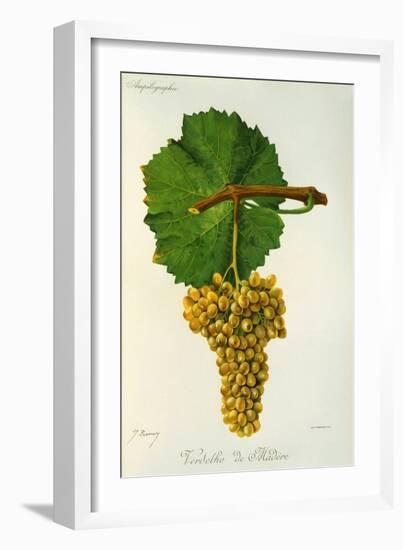 Verdelho de Madere White Grape Variety from Ampelographie Traite General de Viticulture, 1903-null-Framed Giclee Print
