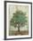 Verdi Trees I-Silvia Vassileva-Framed Premium Giclee Print