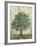 Verdi Trees I-Silvia Vassileva-Framed Premium Giclee Print