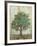 Verdi Trees I-Silvia Vassileva-Framed Premium Giclee Print