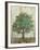 Verdi Trees I-Silvia Vassileva-Framed Premium Giclee Print