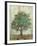 Verdi Trees I-Silvia Vassileva-Framed Premium Giclee Print