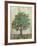 Verdi Trees I-Silvia Vassileva-Framed Premium Giclee Print