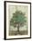 Verdi Trees I-Silvia Vassileva-Framed Premium Giclee Print