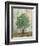 Verdi Trees II-Silvia Vassileva-Framed Art Print