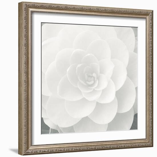 Verglas Camellia-Ella Lancaster-Framed Giclee Print