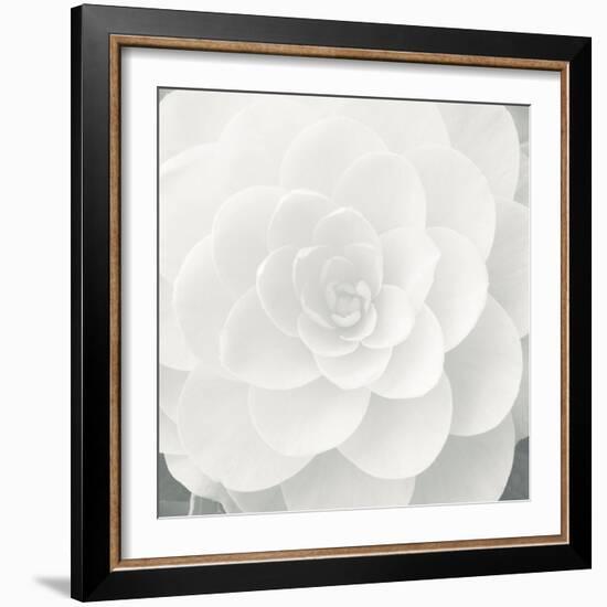 Verglas Camellia-Ella Lancaster-Framed Giclee Print