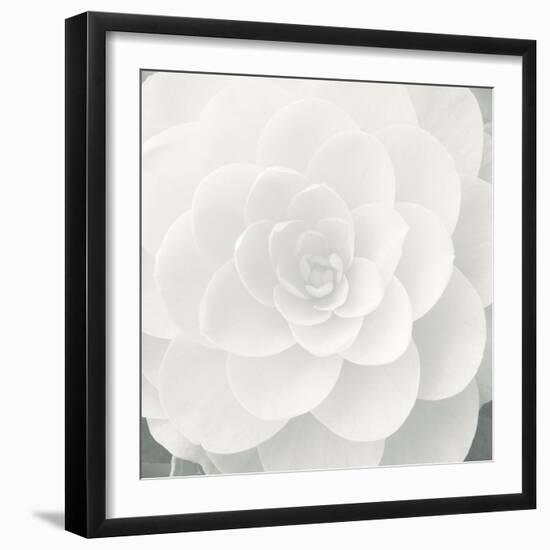 Verglas Camellia-Ella Lancaster-Framed Giclee Print