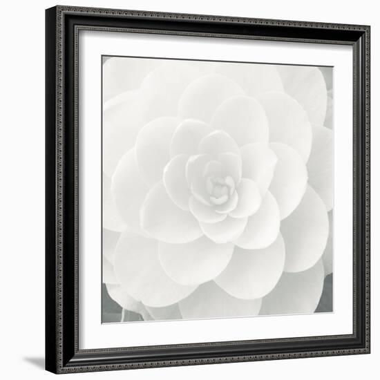 Verglas Camellia-Ella Lancaster-Framed Giclee Print