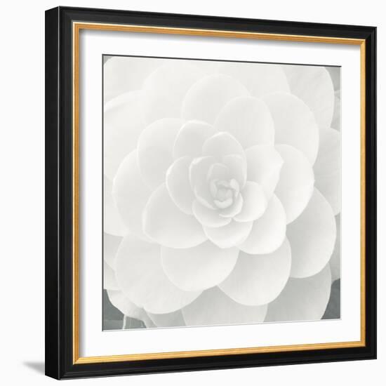 Verglas Camellia-Ella Lancaster-Framed Giclee Print