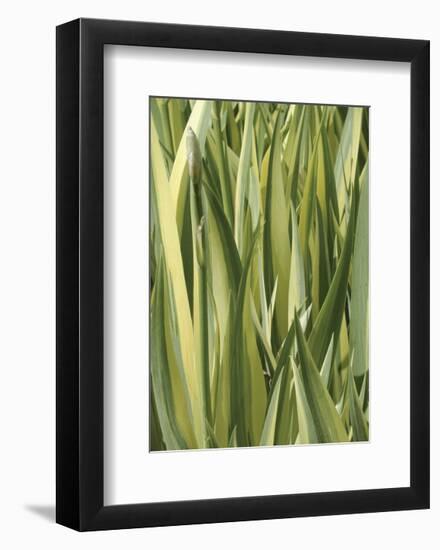 Verigation 1-Jenny Kraft-Framed Art Print