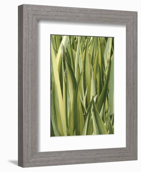 Verigation 1-Jenny Kraft-Framed Art Print