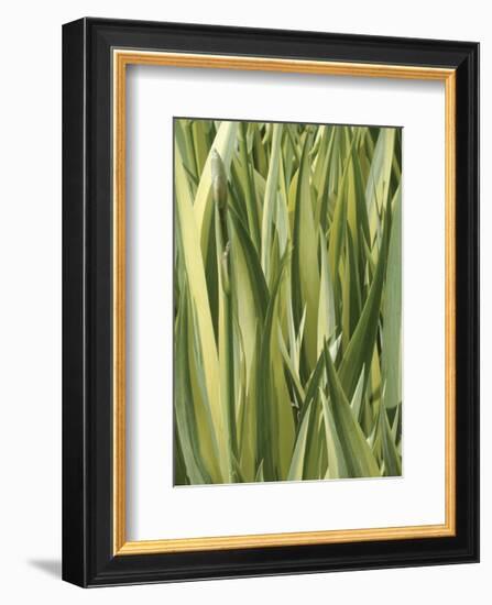 Verigation 1-Jenny Kraft-Framed Art Print