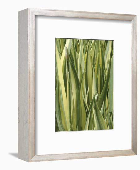 Verigation 1-Jenny Kraft-Framed Art Print